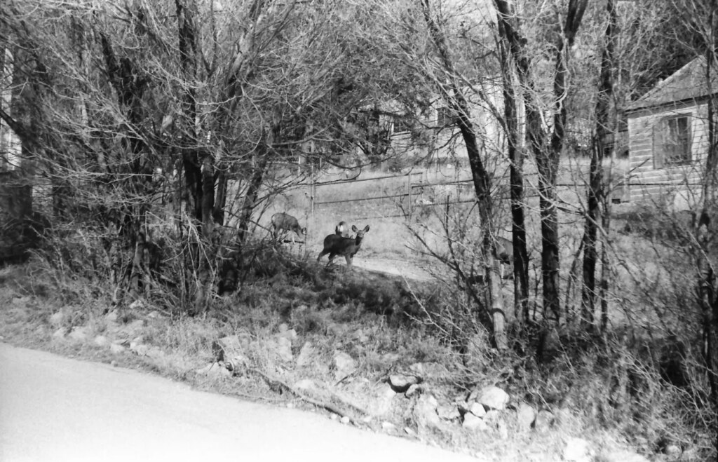 A family of deer between trees.