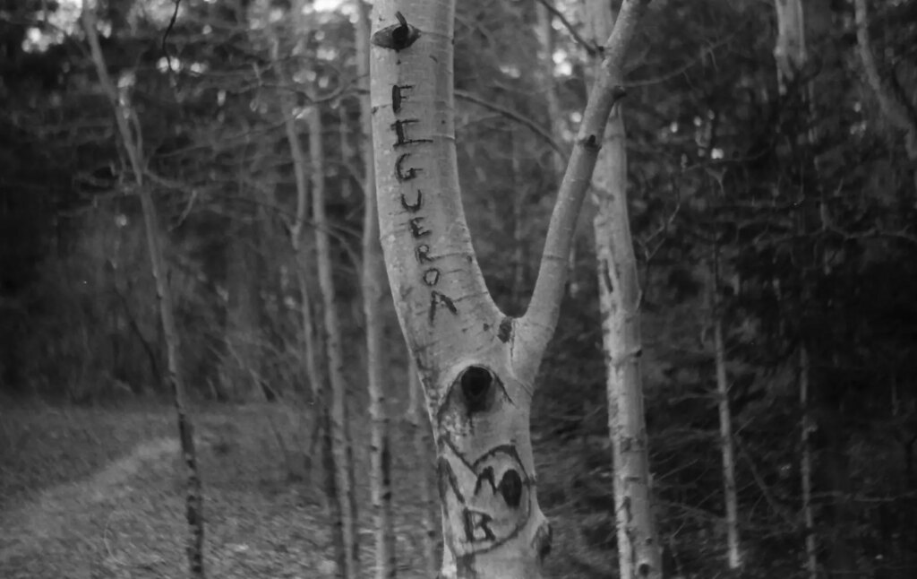 A tree covered in carvings