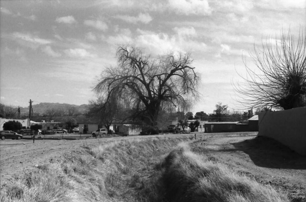 A tree by a canal - Burmberger test shot