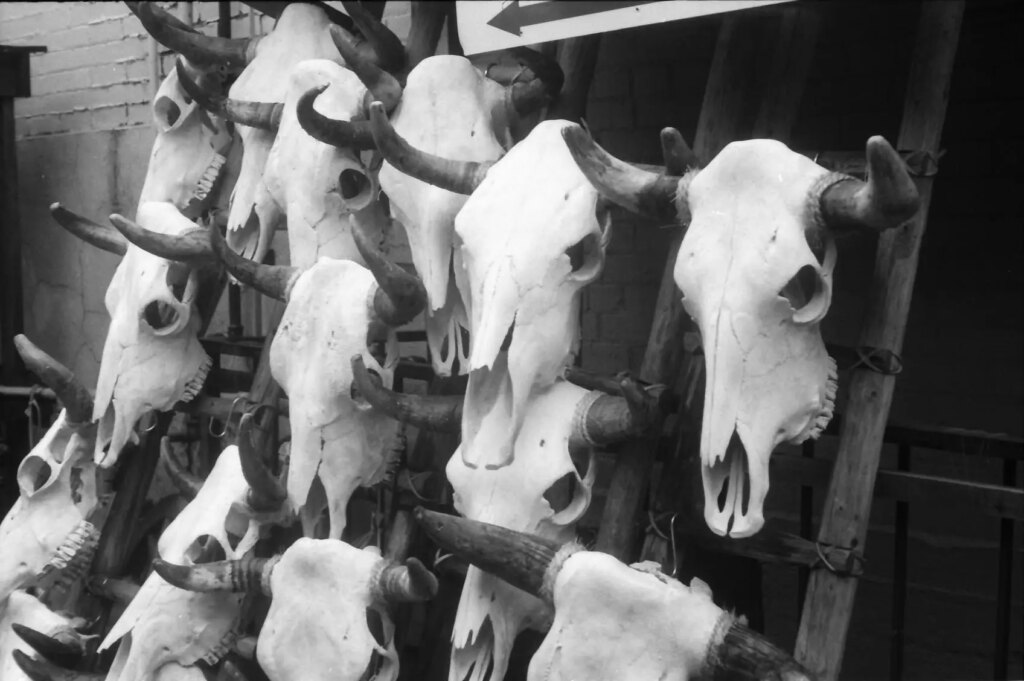 Bull skulls on display Black and white.