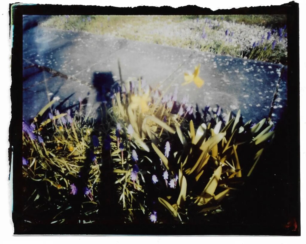 Colour Pinsta image of daffodils and a tripod shadow