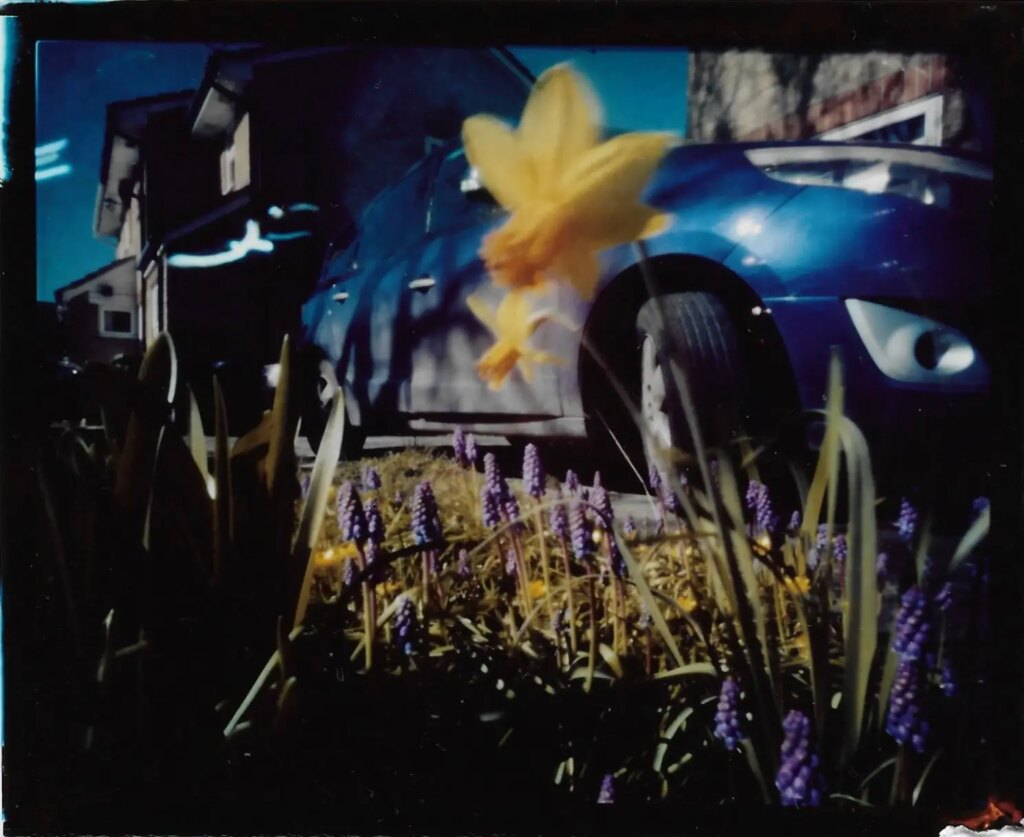 Colour Pinsta image of daffodils and a car 