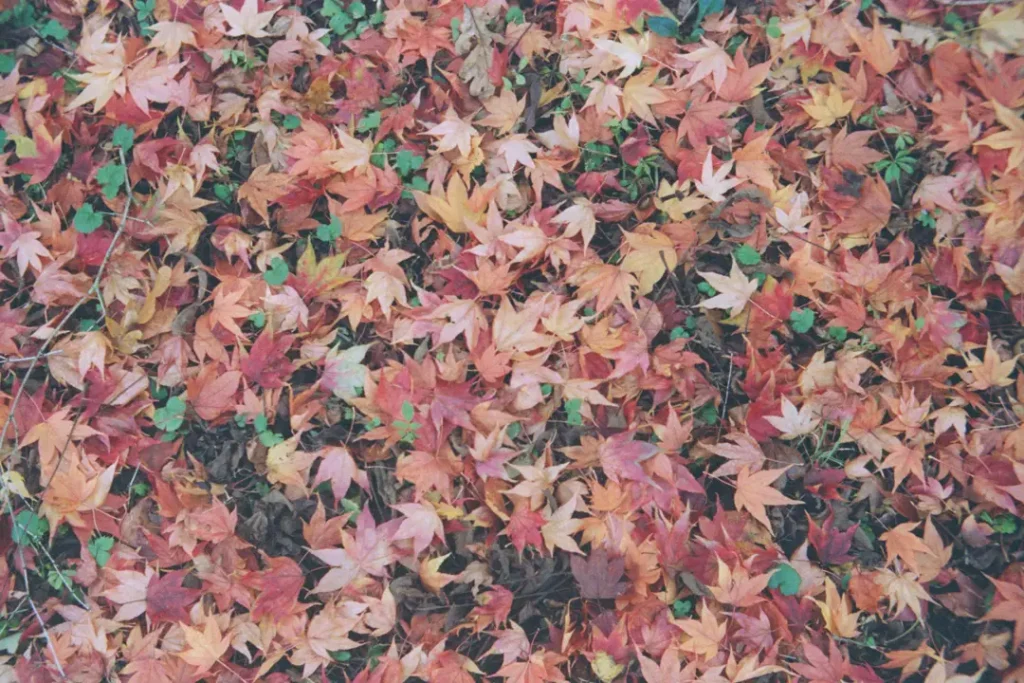 autumn leaves