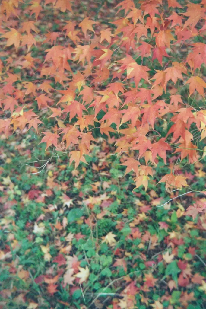 autumn leaves