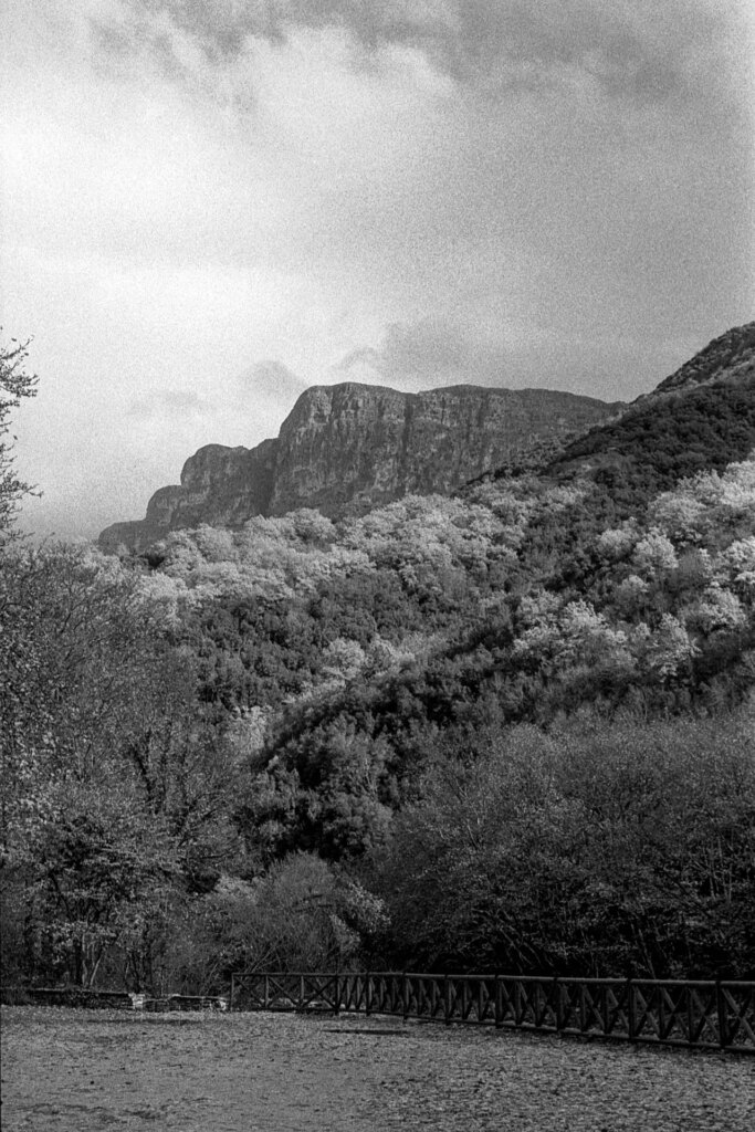 forest and mountains