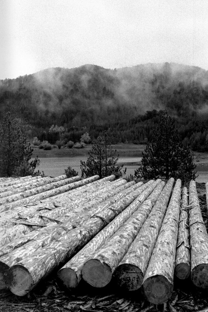 logs by the lake