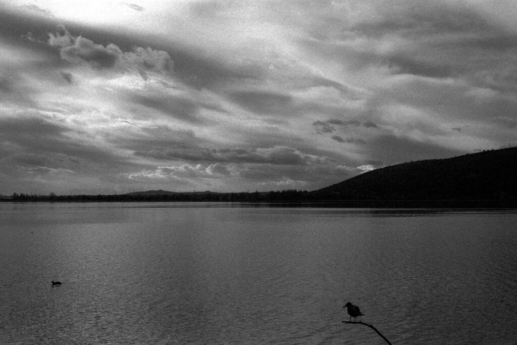 Bird on lake