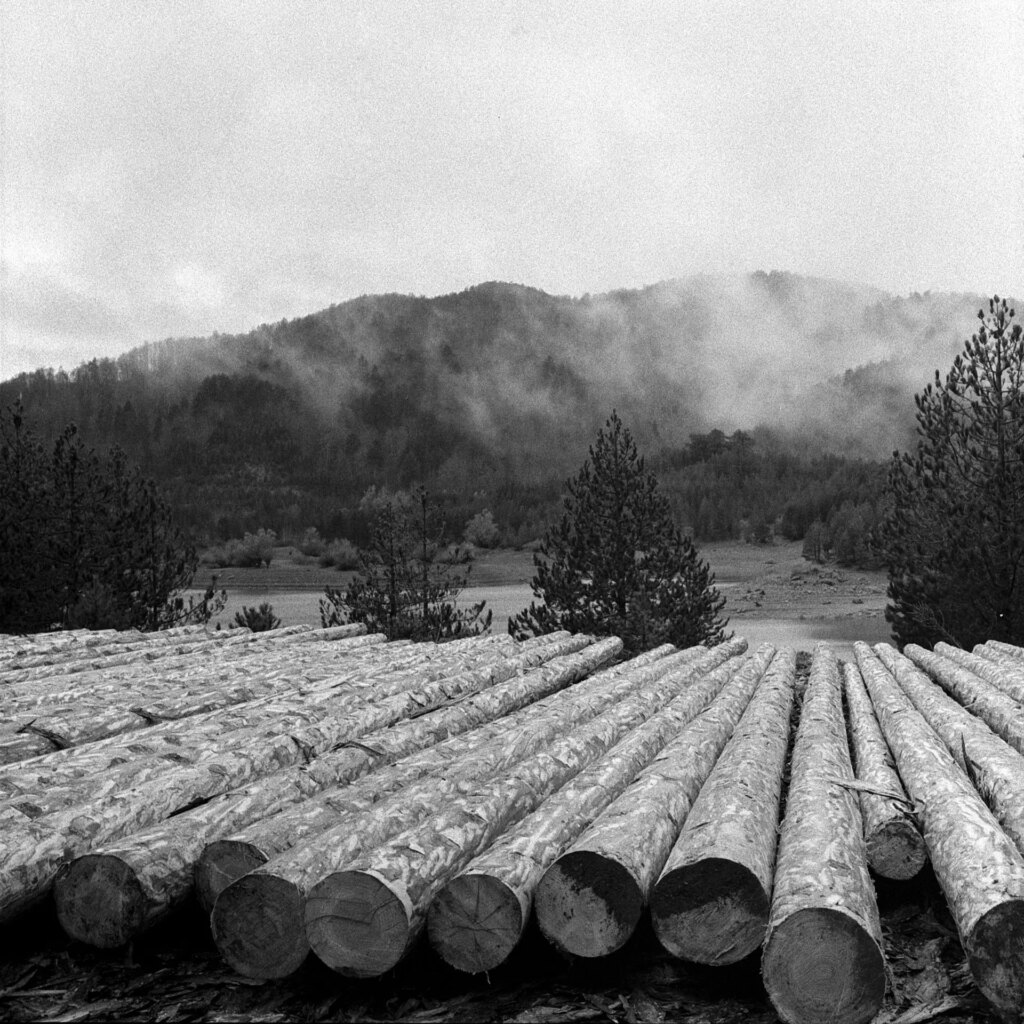 logs in front of lake