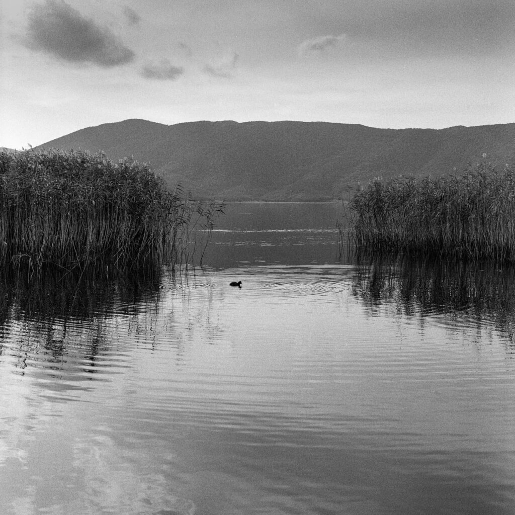 duck on lake