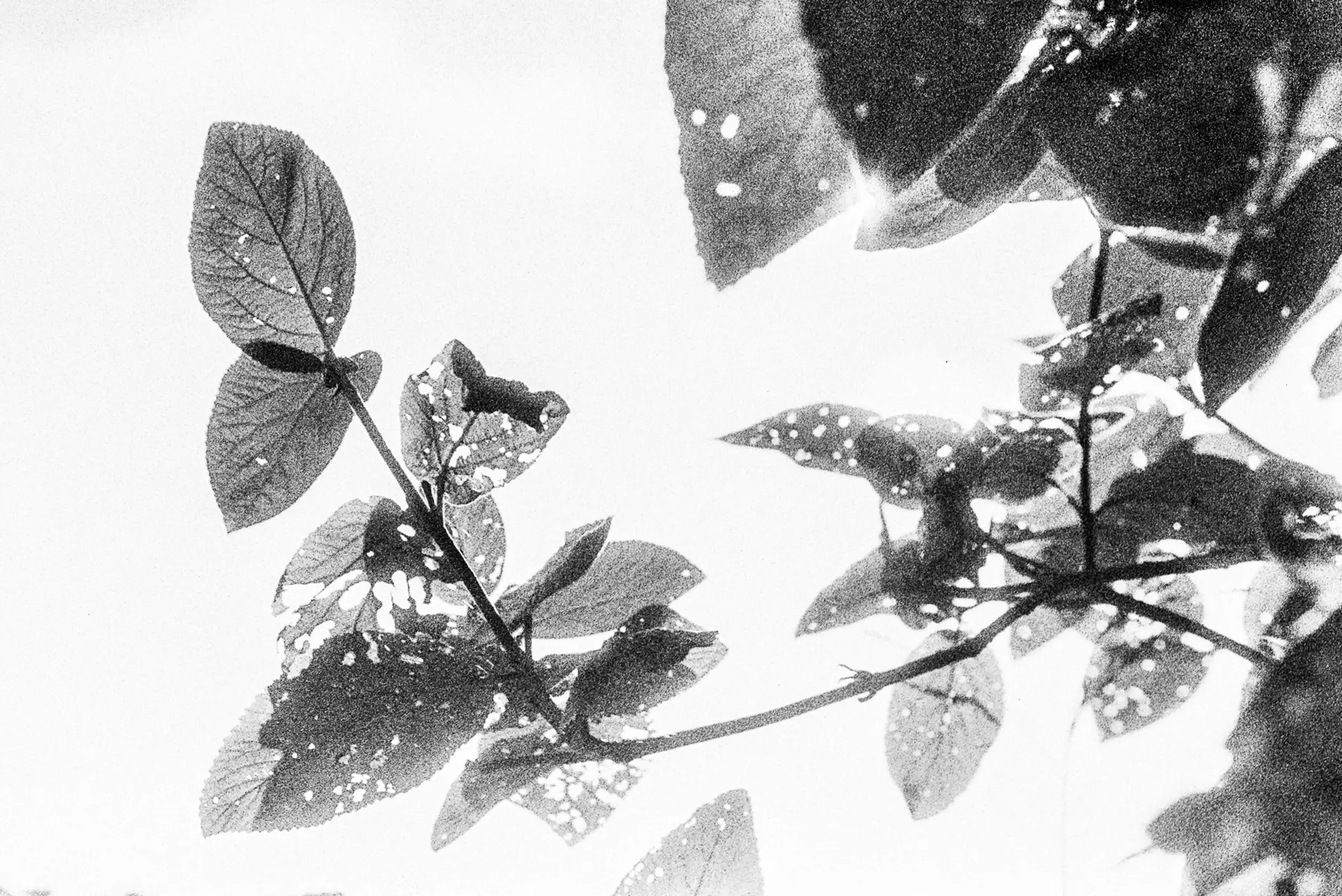 Leaves on a tree