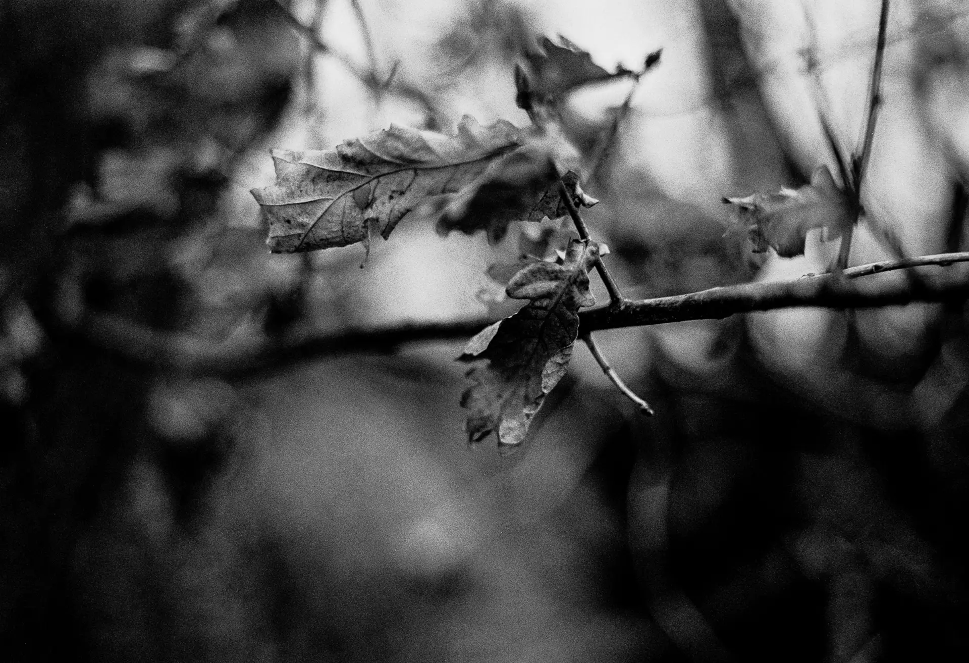 A dark photo of dead leaves on a tree