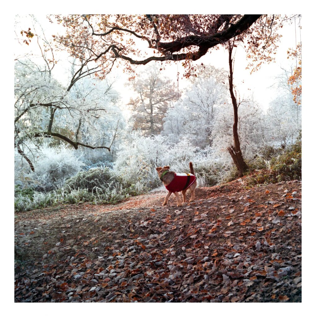 Dog in forest with hoar frost