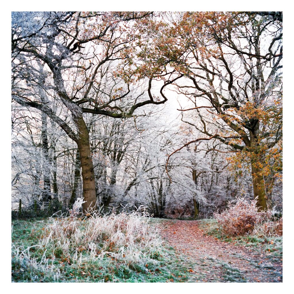 Hoar frost in forest