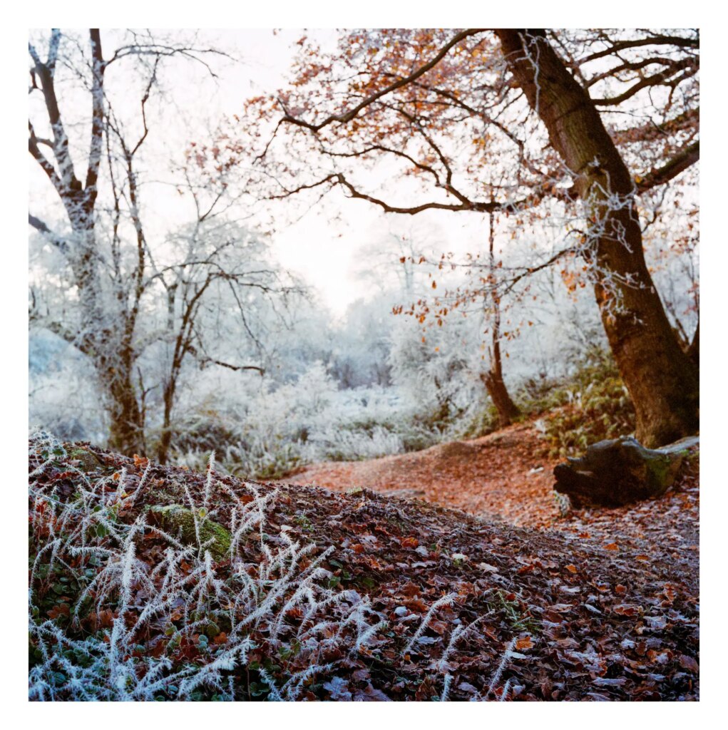 Hoar frost in forest