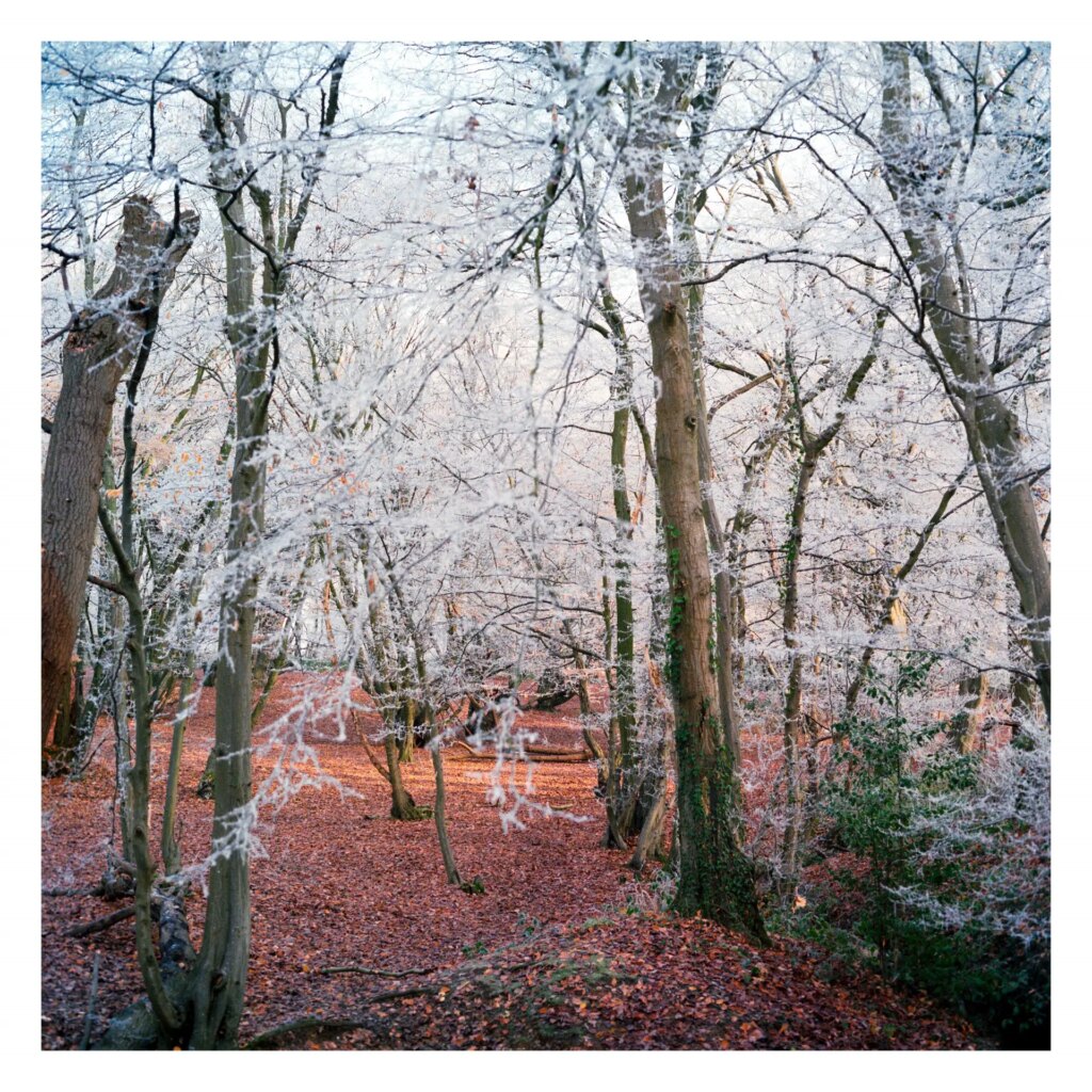 Hoar frost in forest