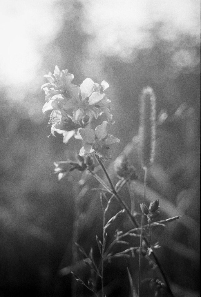 Backlit flowers