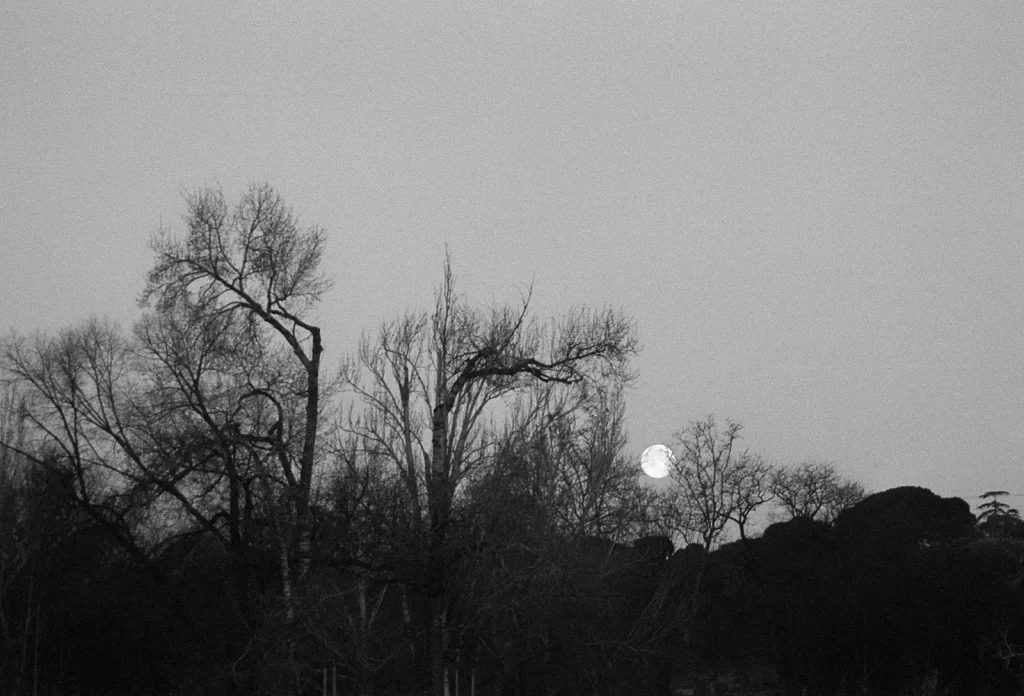 The moon over some trees