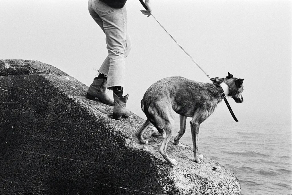 A dog off the Cramond Causeway, Scotland. August 2021