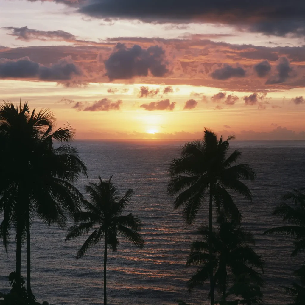 Coconut trees in silhouette, ocean, rising sun, clouds.