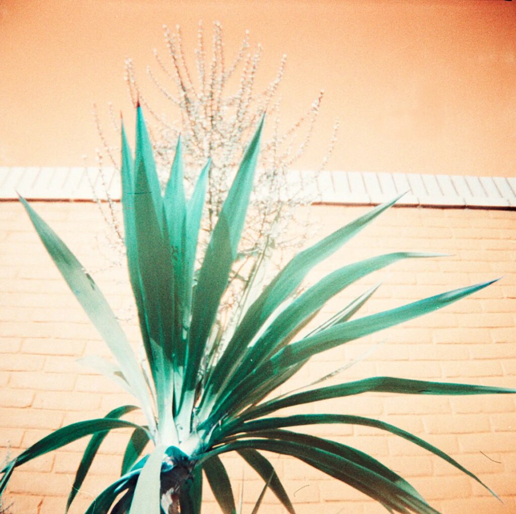 Green plant in front of a bright blue brick wall and sunny skies, shot on the Diana Mini