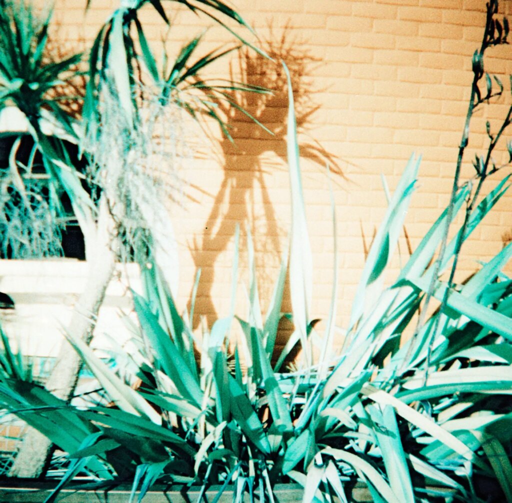 Plants in front of blue wall in Cardiff Bay, shot on the Diana Mini