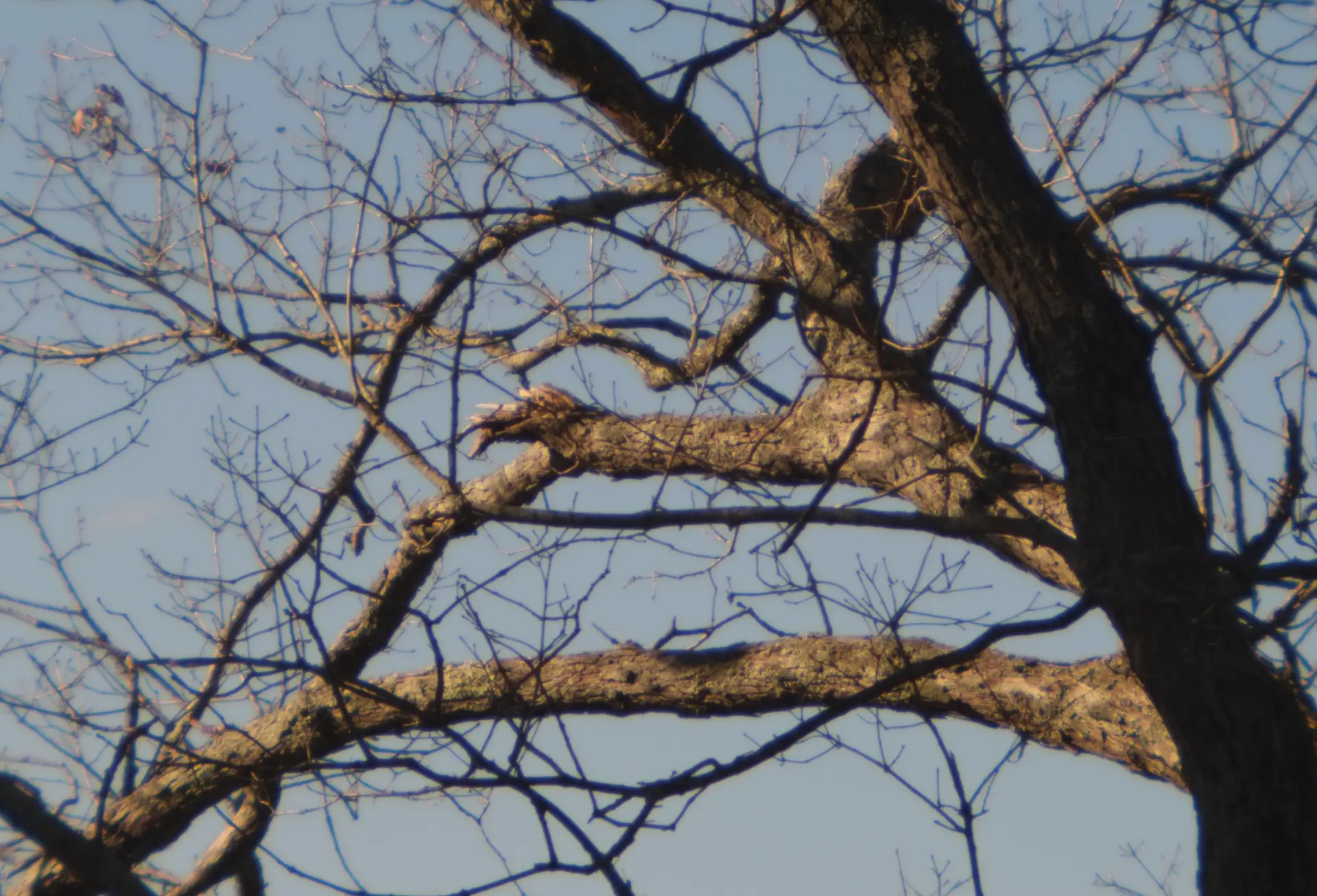 f/16 tree shot