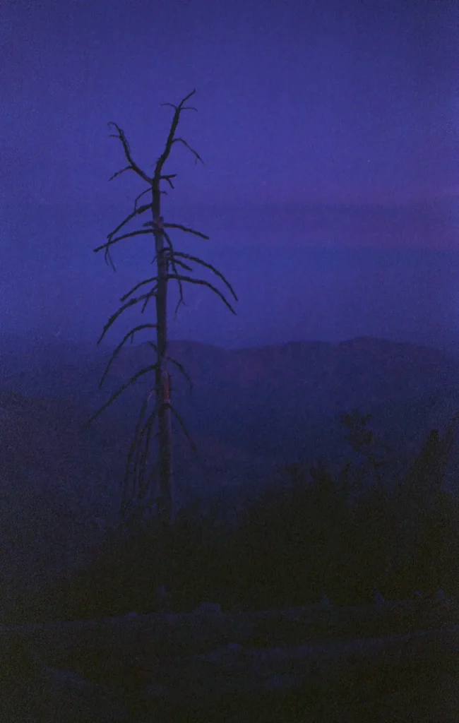 Twilight light against an old burnt tree.