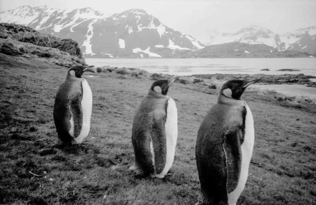 N9003 - Three wise Penguins