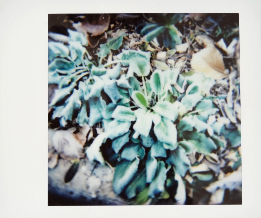 garden frost on instax square film
