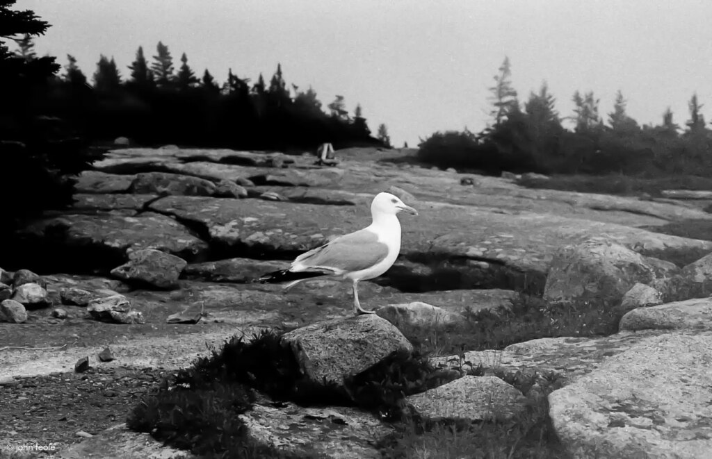 Cadillac Mountain, Mount Desert Island, MaineNikon FM2 with Micro-Nikkor 55mm 1:2.8 on Ilford Delta 400 developed in Kodak HC110 