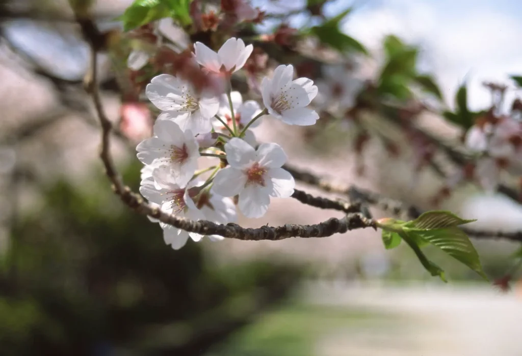 Cherry blossoms in Japan