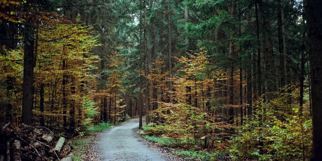 Mantscha Wood