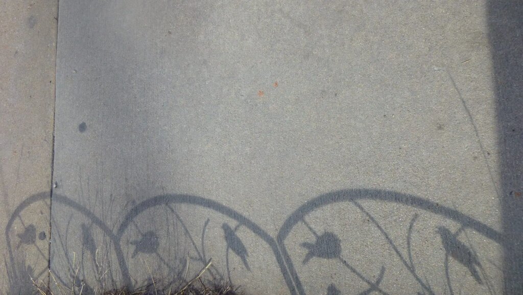 grey sidewalk with shadows of metal curves and birds, with a tiny bit of grass at bottom of frame