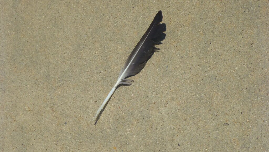 sidewalk with small grey and white feather