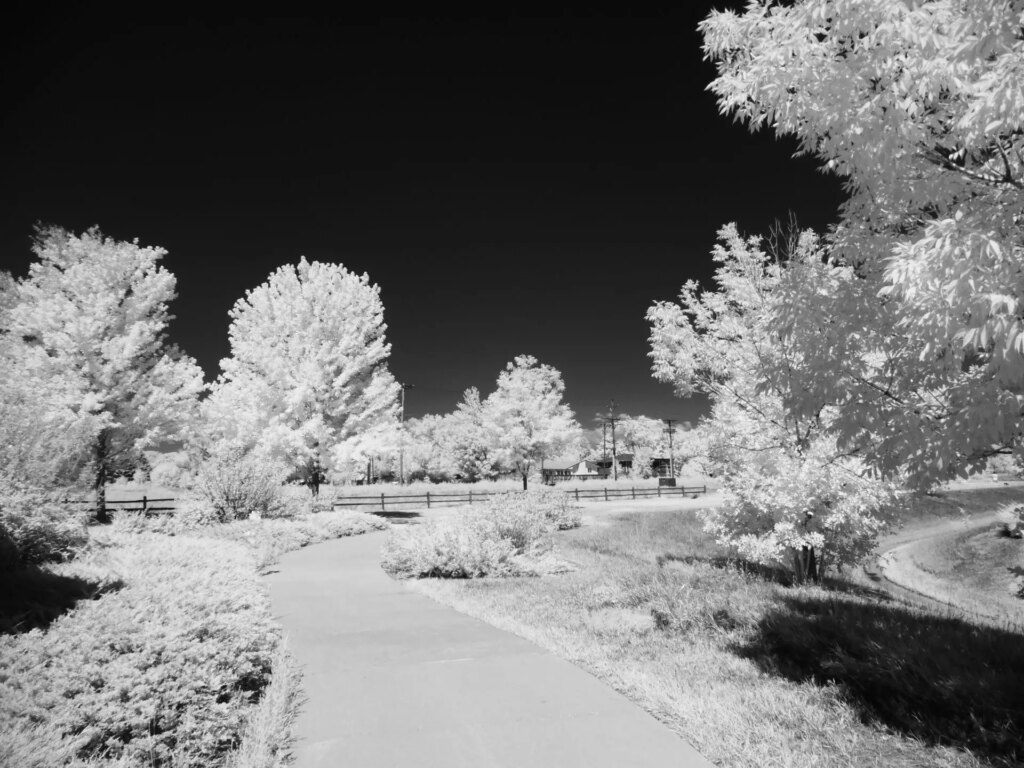 infrared (black and white) photo of trees, sky, and walking path