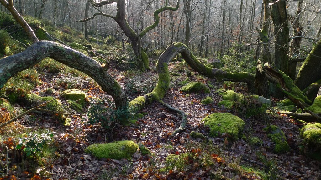 Twisted trees