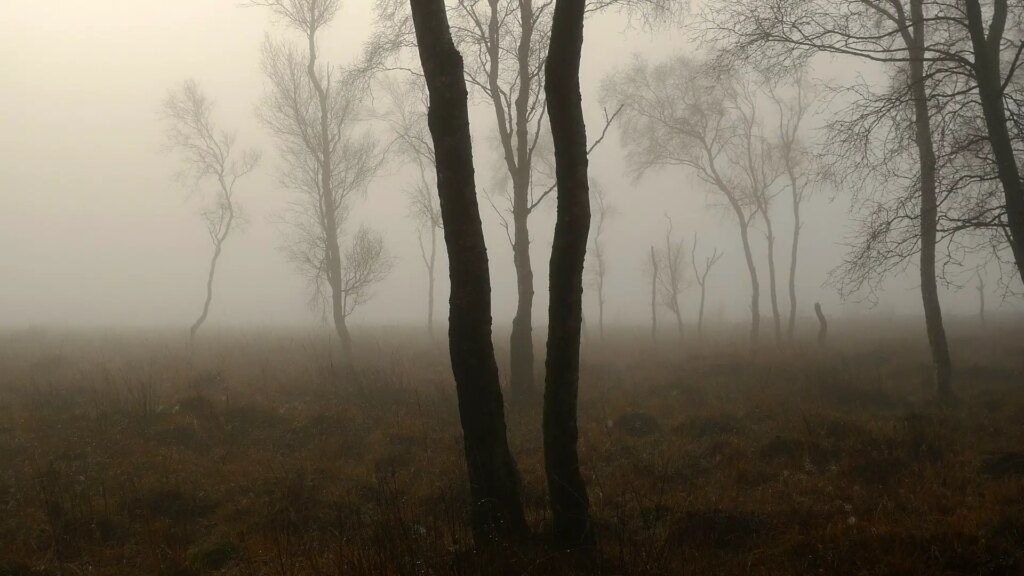 Trees in the mist