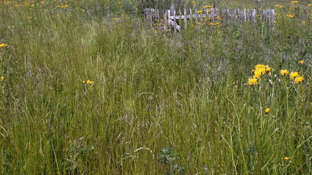 wild meadow photo