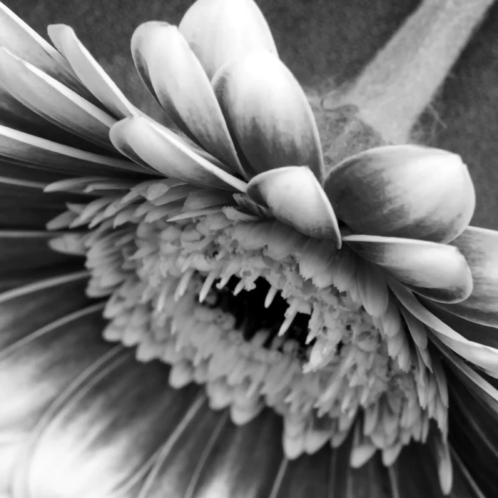 b/w close-up of gerbera flower