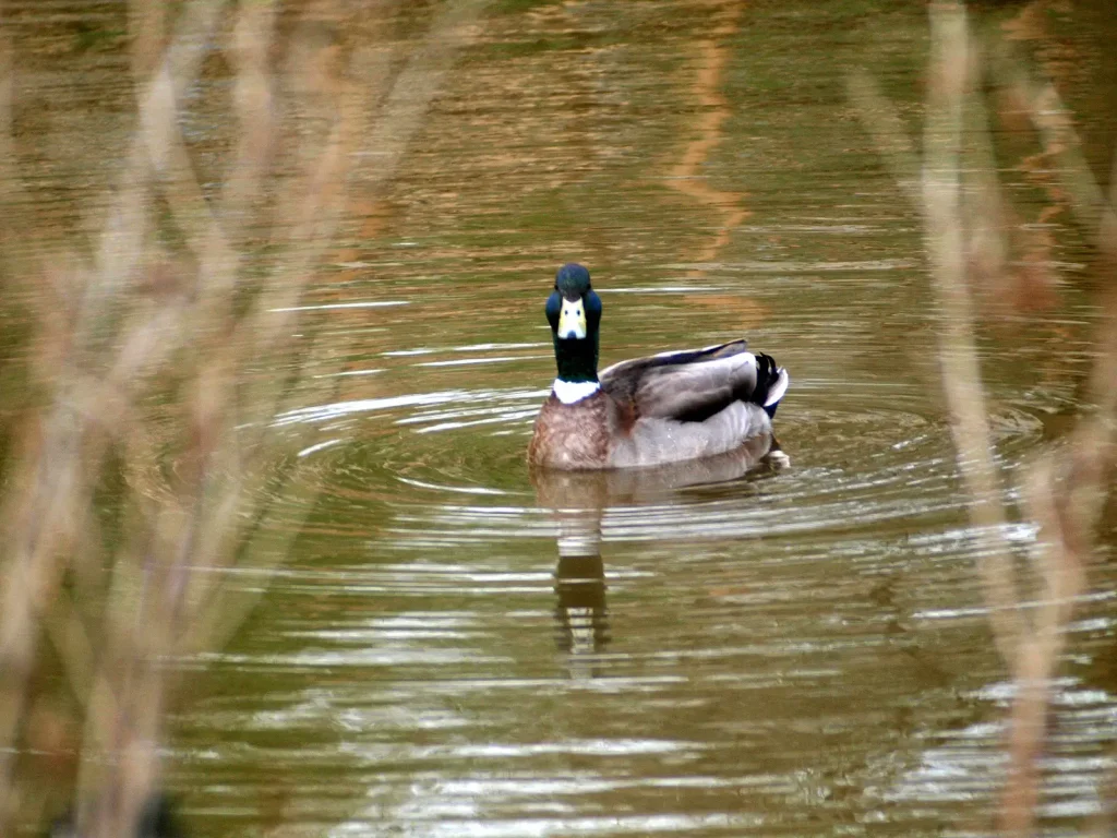 duck on pond