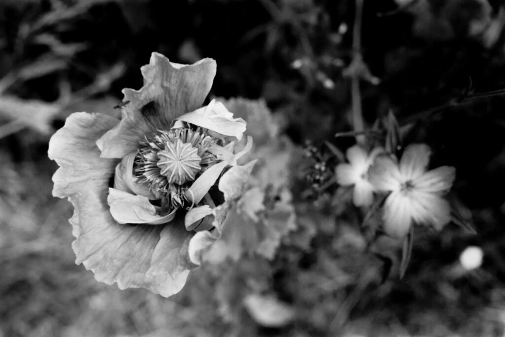 Black and white image of a poppy - Praktica BX20