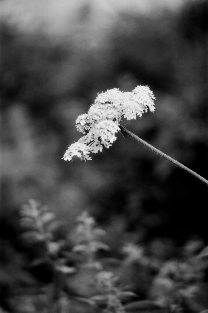 Black and white image of a flower - Praktica BX20