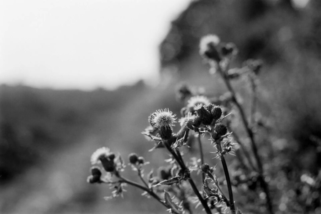 black and white image of a thistle