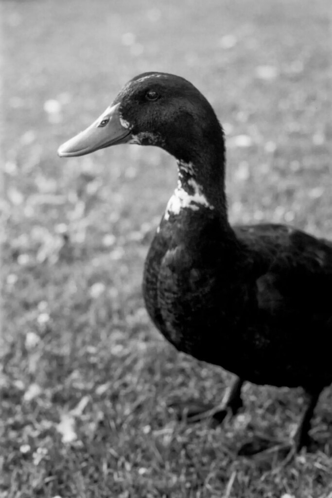 Black and white image of a duck