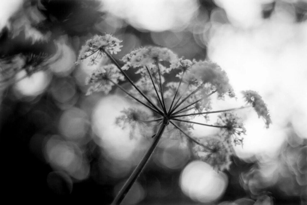 Black and white image of a flower