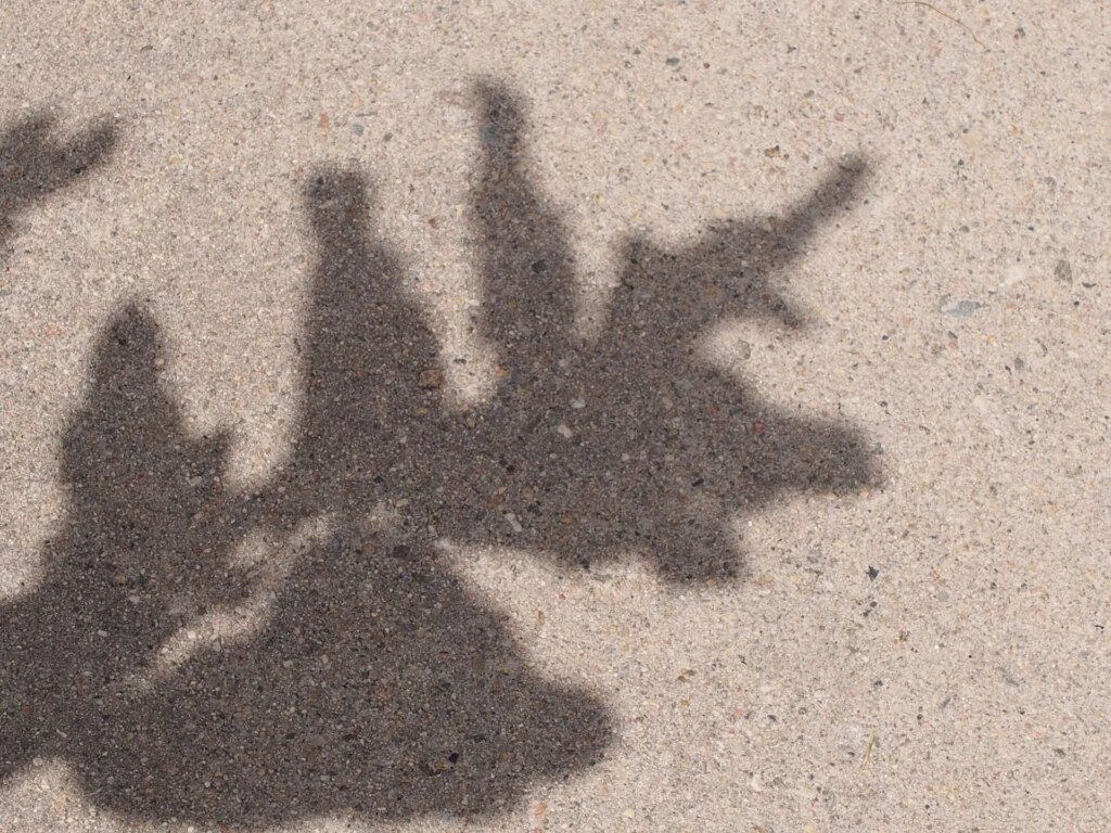 shadow of plant leaves on a sidewalk