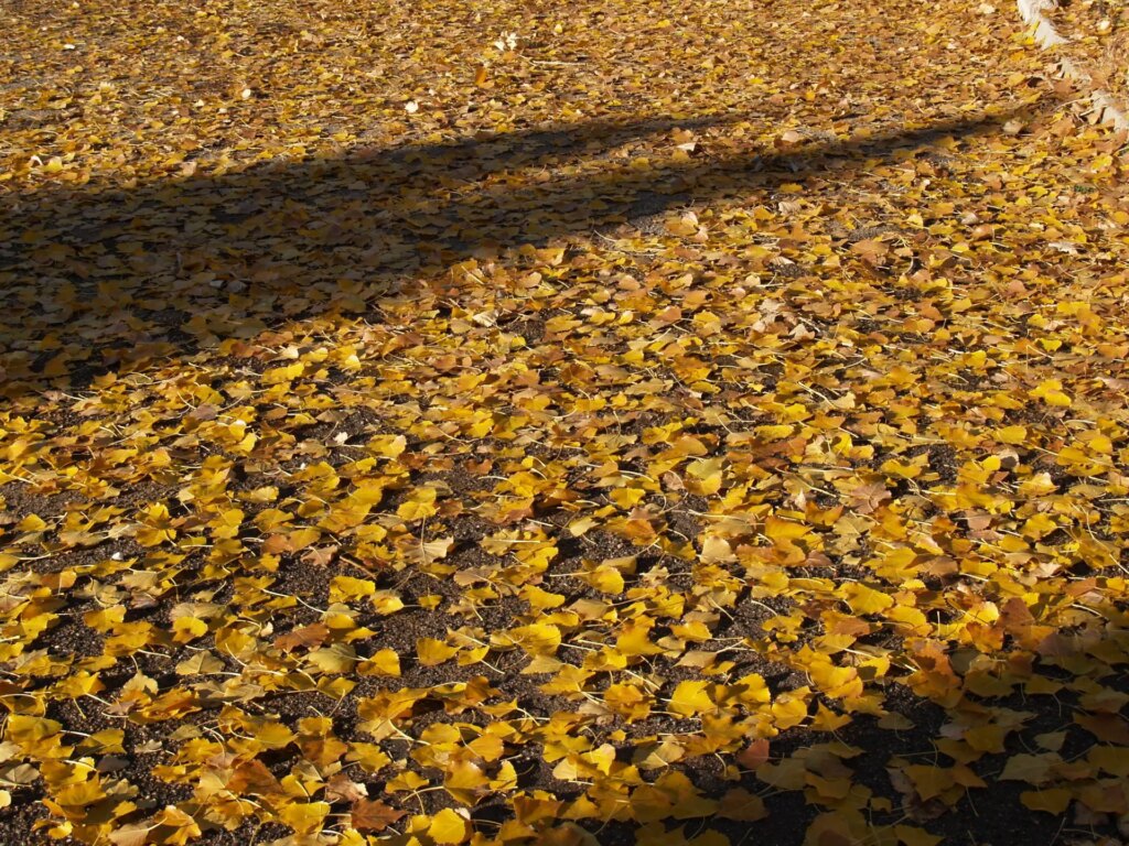fallen yellow leaves covering ground with two shadows