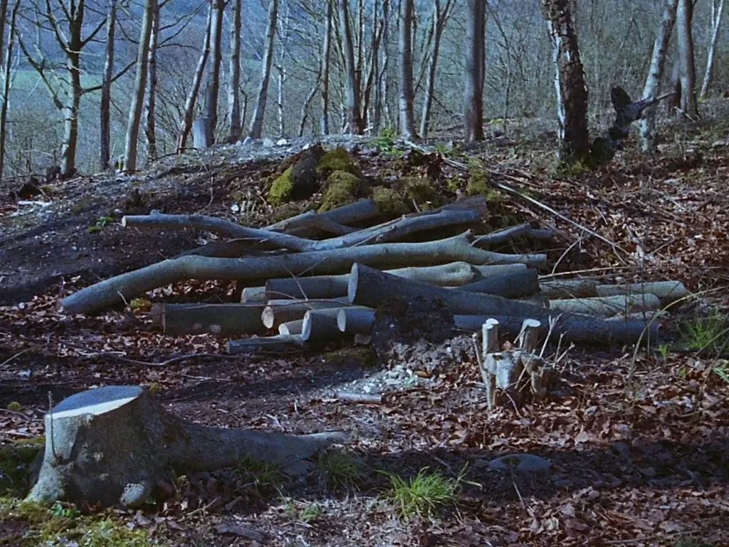 photo of coppiced woodland