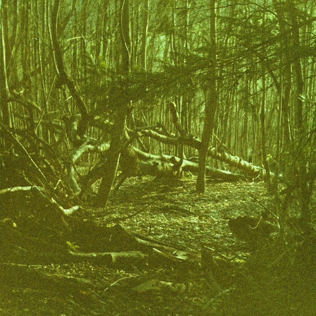 dense woodland