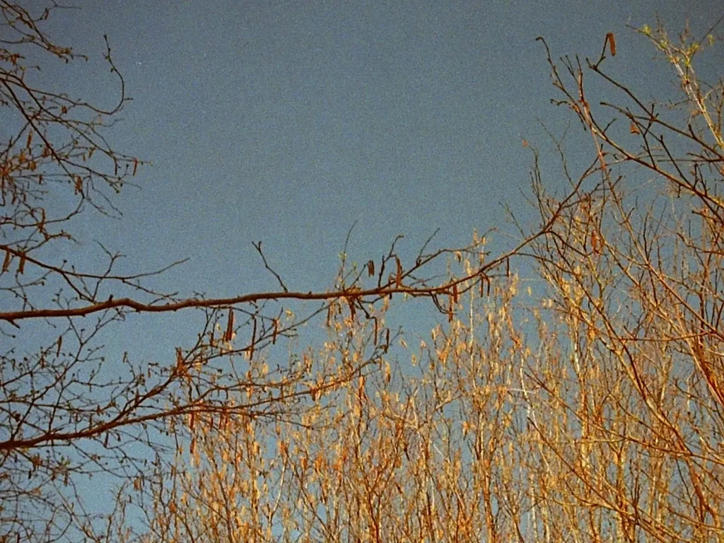 photo of tree leaves against a blue sky